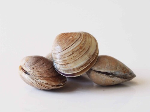 Clams-edited-scaled.jpg